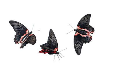 Tropical butterflies  Papilio Rumanzovia isolated on white background close up.  beautiful black-red Papilio Rumanzovia (Scarlet Mormon) living in Indonesia, Philippines islands. element for design.