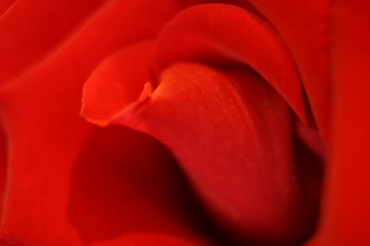 Close-up of a rose