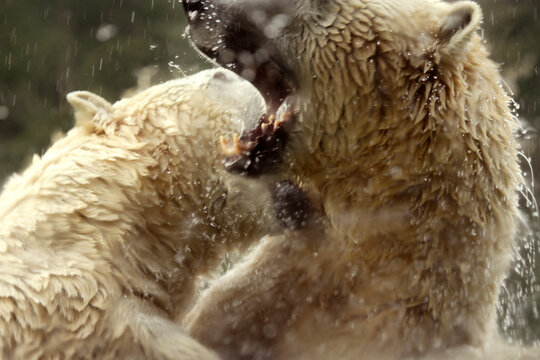 Close-up of two polar bears fighting
