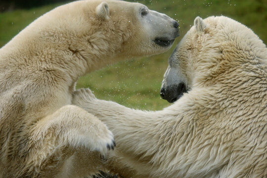 Side profile of two polar bears