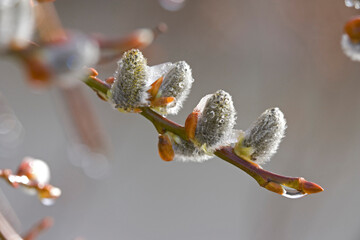 Close-up of pussy willows on a twig (Salix caprea)