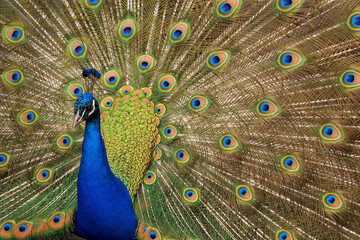 Close-up of a peacock with its feather fanned out