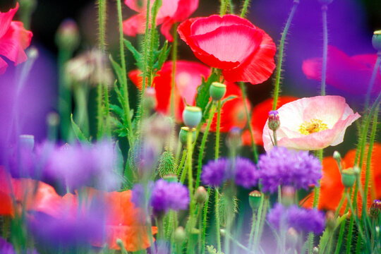 Close-up of poppies and Bachelor Buttons