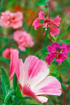 Close-up of godetias (Clarkia amoena) and clarkias
