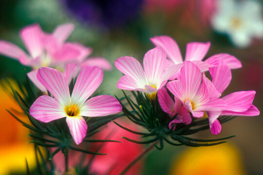 Close-up of Mountain Phloxes (Linanthus grandiflorus)