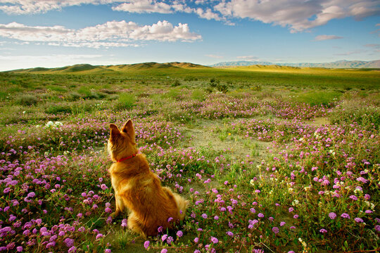 Dog sitting in a field, Anza Borrego Desert State Park, California, USA