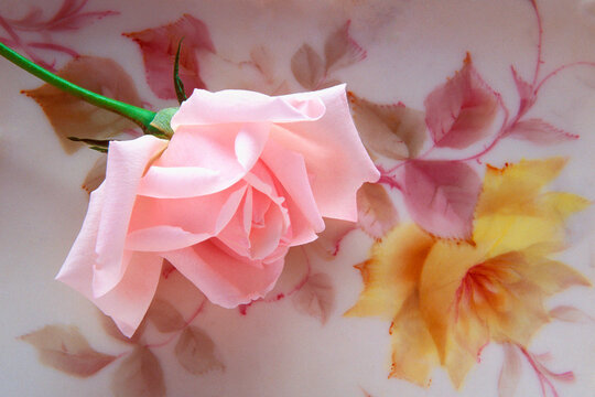 Close-up of a pink rose