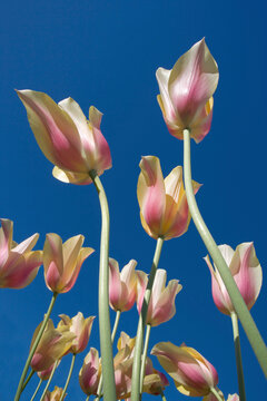 Low angle view of tulips