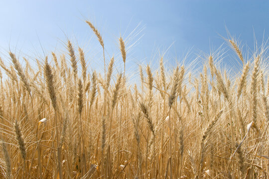 Wheat crop in a field, Palouse Hills, Washington State, USA