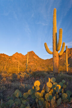 Saguaro cactus (Carnegiea gigantea) with Prickly Pear cacti in a desert, Saguaro National Monument, Tucson, Arizona, USA