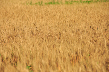 Spike of rye in the field, ripe spike of rye in the field on a sunny day. Agricultural production.