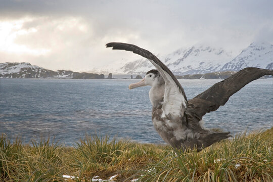 Wandering albatross chick (Diomedea exulans) spreading its wings, Prion Island, South Georgia Island, South Sandwich Islands