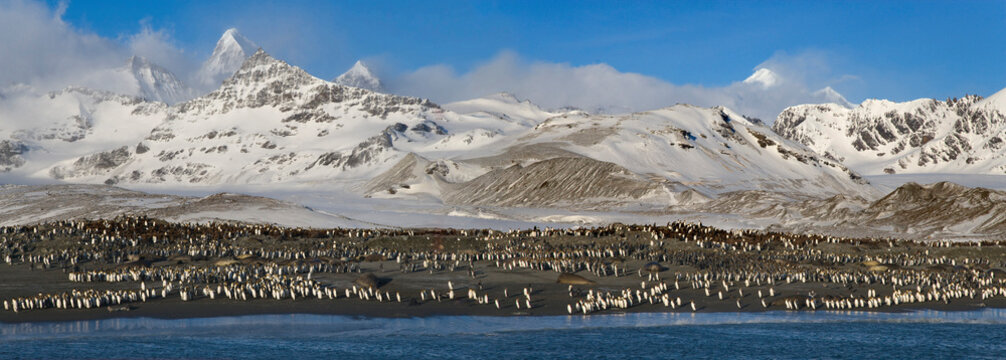 King penguins (Aptenodytes patagonicus) and Southern Elephant seals (Mirounga leonina) on the beach, St. Andrews Bay, South Georgia Island, South Sandwich Islands