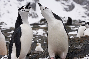 Chinstrap penguins (Pygoscelis antarcticus) with mouth open, Cooper Bay, South Georgia Island, South Sandwich Islands
