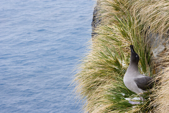 High angle view of a Sooty albatross in grass, Cooper Bay, South Georgia Island, South Sandwich Islands