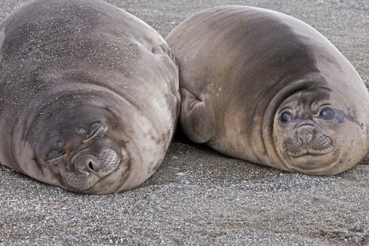 Two Southern Elephant seal pups (Mirounga leonina) lying on sand, South Georgia Island, South Sandwich Islands