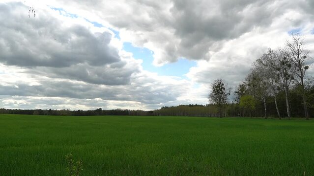 Timelapse-rising green grain against the background of dark clouds moving across the sky among the forests of Podlasie