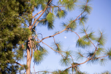 pine tree branches and moon