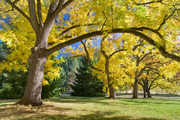 Trees in a state park, Joseph H. Stewart State Park, Oregon, USA