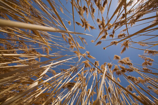 Low angle view of reeds, Bear River Migratory Bird Refuge, Ogden, Utah, USA