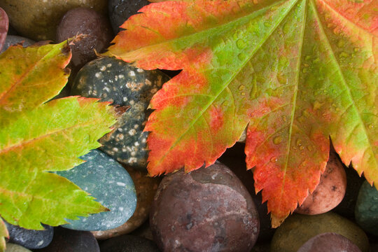 Vine maple leaves on pebbles