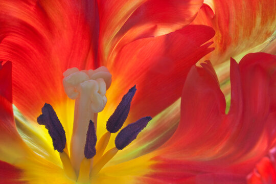Close-up of a Parrot tulip (Tulipa x hybrida)