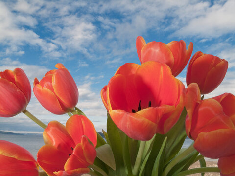 Close-up of orange tulips