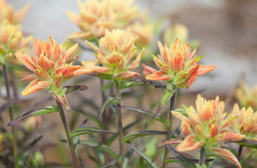 Close-up of Indian paintbrushes (Castilleja mutis), Glacier Bay National Park, Alaska, USA