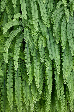 Close-up of Five Finger fern (Adiantum pedatum), Washington State, USA