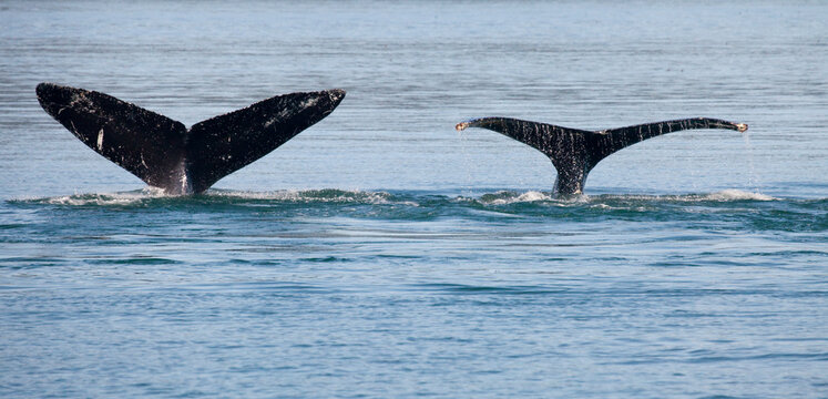 Humpback whales (Megaptera novaeangliae) breaching in the sea, Cross Sound, Elfin Cove, Alexander Archipelago, Alaska, USA