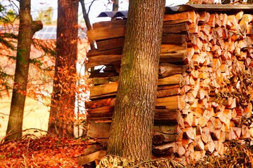 holzstapel im wald,verschwommene nachmittagsstimmung, herbst,sanftes licht ,wald im hintergrund