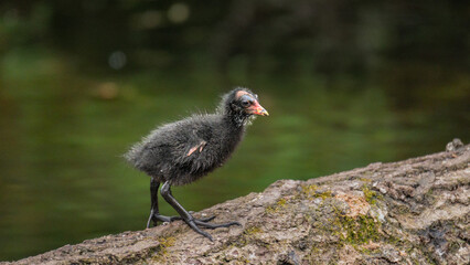 Moorhen Chick walking up on a log