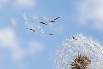 Dandelion (Taraxacum officinale) seeds blowing in the air