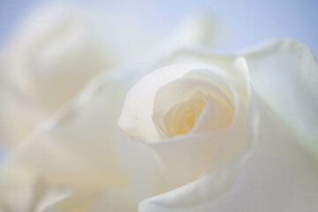 Close-up of a white Rose