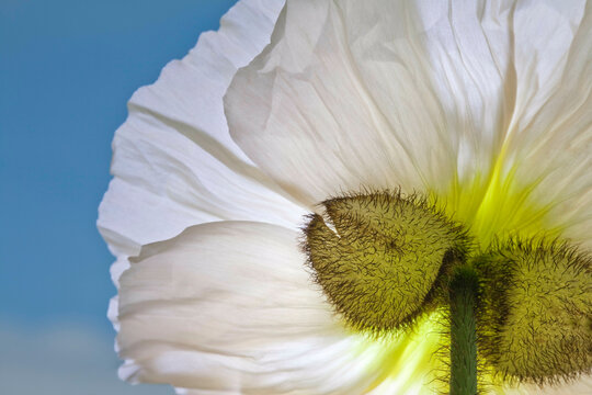 Details of white poppy flower