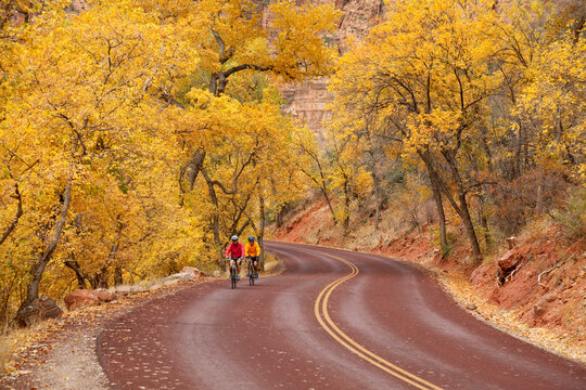 Two cyclists in a cottonwood forest, The Grotto, Zion National Park, Utah, USA