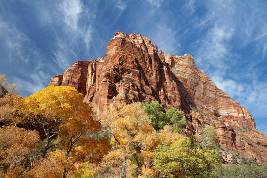 Cottonwood trees near a rock, Zion National Park, Utah, USA