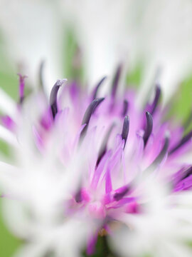 Detail of a Cornflower (Centaurea cyanus), Washington State, USA