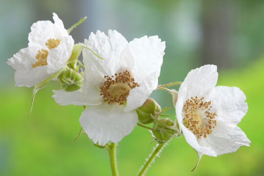 USA, Washington, Thimbleberry Rubus parviflorus