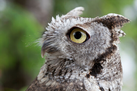 Close-up of a Western Screech-owl (Megascops kennicottii), Ketchikan, Alaska, USA