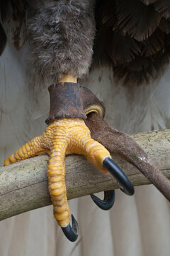 Close-up of claws of a Bald eagle (Haliaeetus leucocephalus), Ketchikan, Alaska, USA