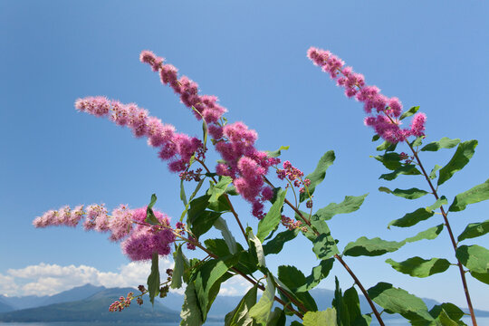 USA, Washington State, Seabeck, Hardhack (Spiraea douglasii) in bloom