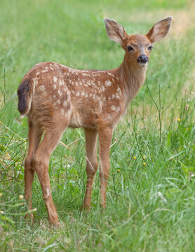 Fawn of Black-tail deer standing in grass