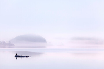 Cormorant perching on a log in a strait, Village Island, British Columbia, Canada