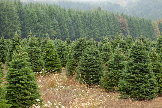 USA, Oregon, Alsea River, Christmas Tree Farm