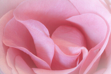 Close -up of pink rose petals