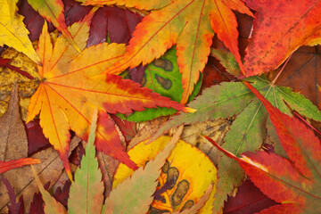 Close-up of autumn leaves