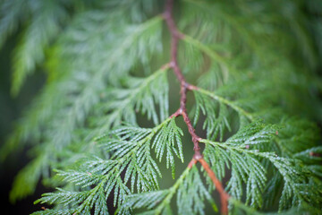 Western red cedar (Thuja plicata) branch, Washington State, USA
