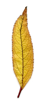 Joepye weed (Eupatorium purpureum) leaf