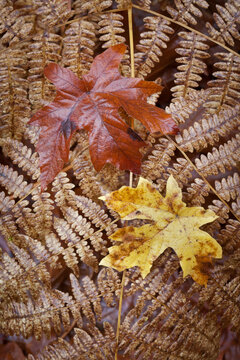 Bigleaf maple leaves on bracken fern